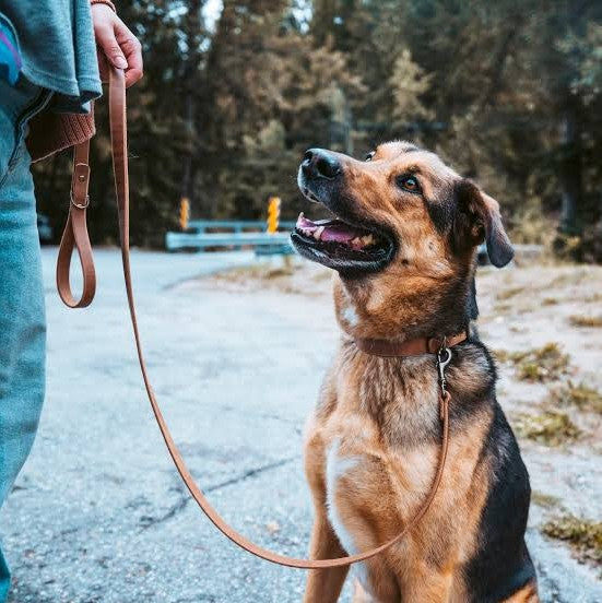 Collars/Leashes