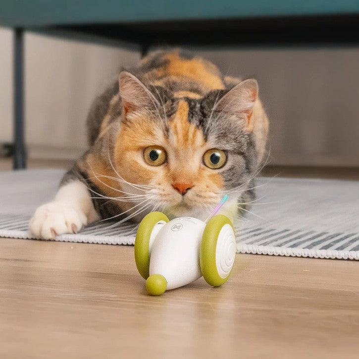 Cat Toys