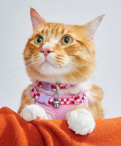 Cat Collars, Harness and Leashes