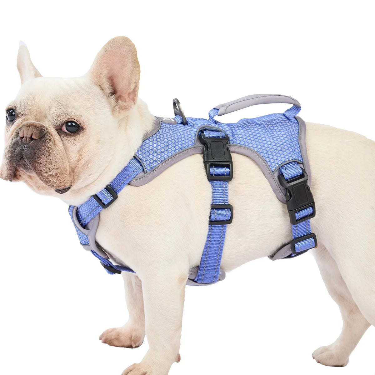 Dog Collars, Harnesses and Leashes