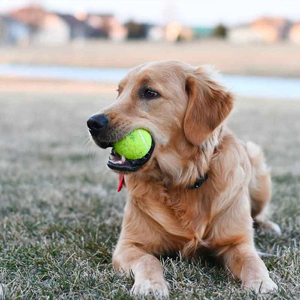 AMA Tennis Balls,6/12/20PCS Advanced Training Balls for Beginner Pet Dog Practice Tennis Balls with Mesh Bag for Easy Carry